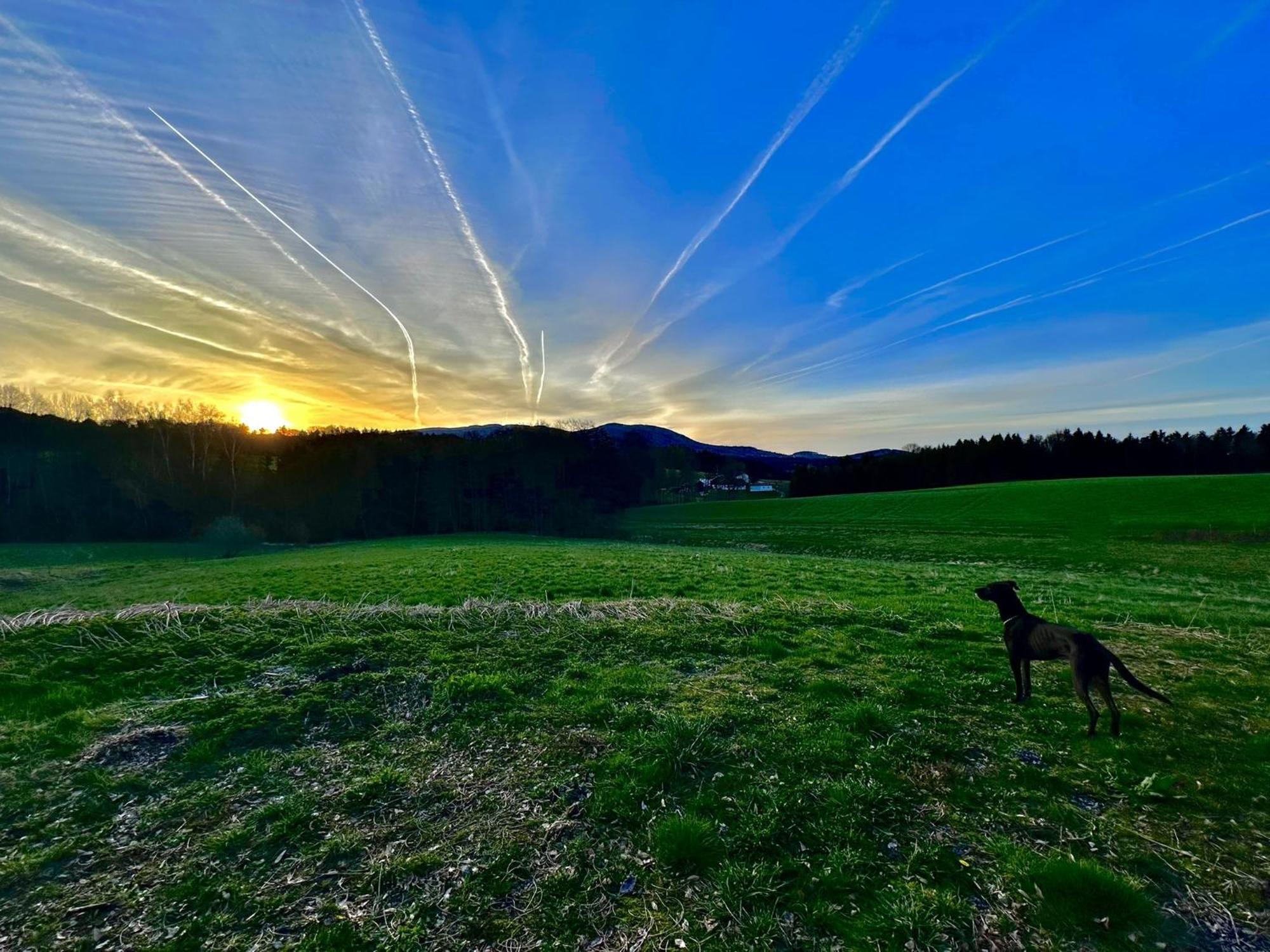 Gemuetliches Alpenblick Berg-Bungalow + Grosser Garten + Netflix! Schöfweg Exteriér fotografie